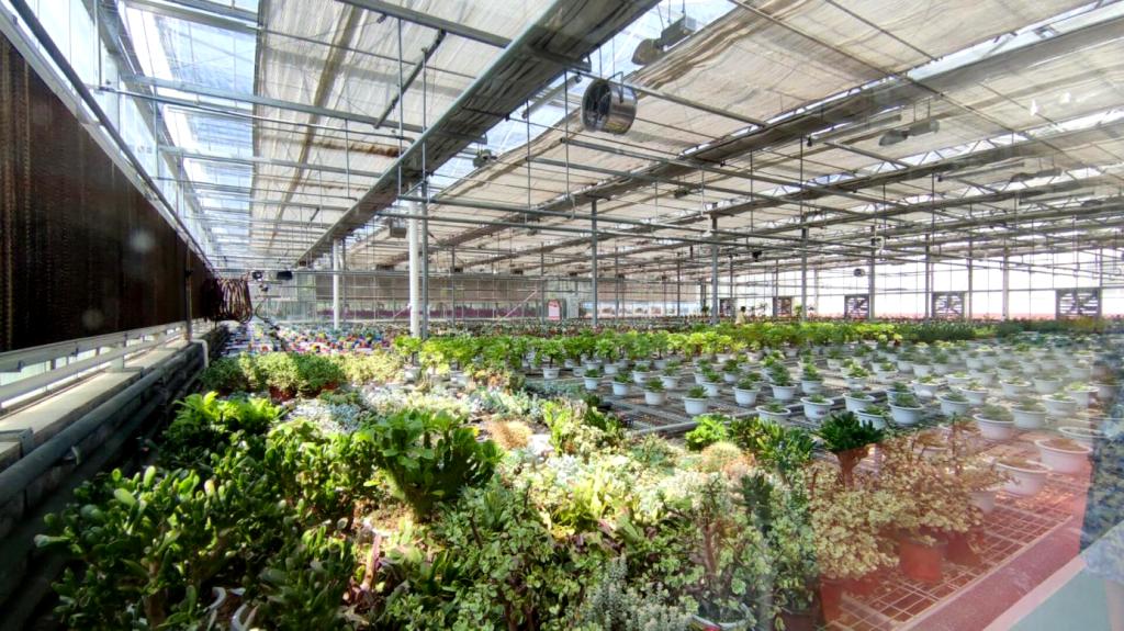 日韩一区二区A片免费观看