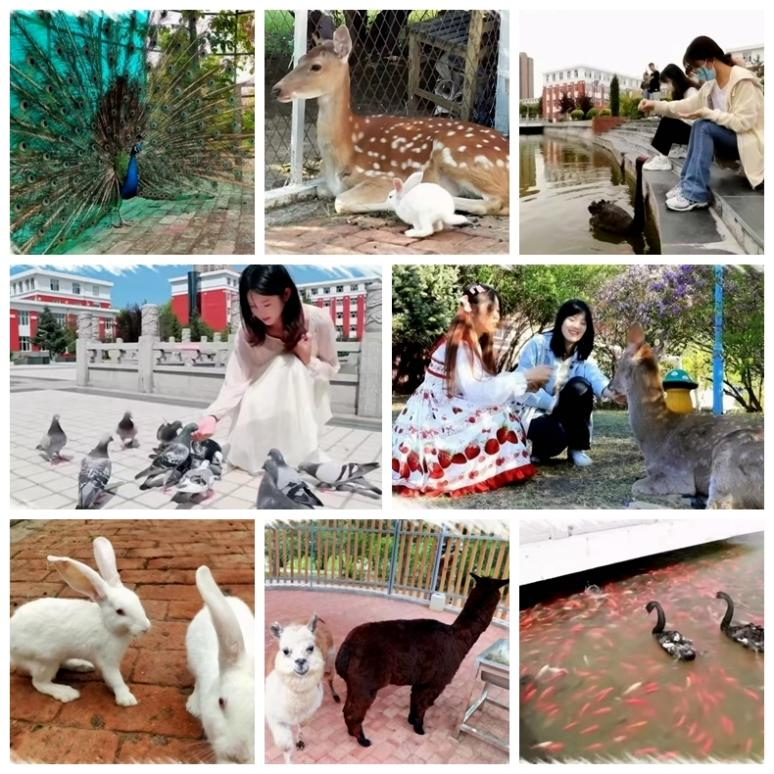 日韩一区二区A片免费观看