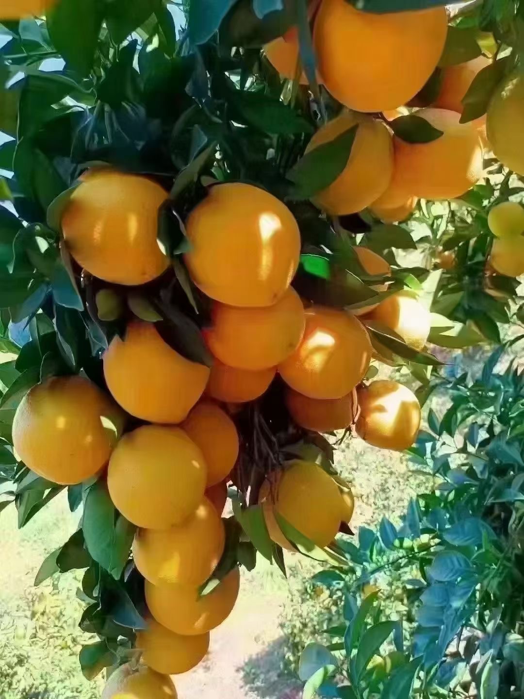 日韩一区二区A片免费观看